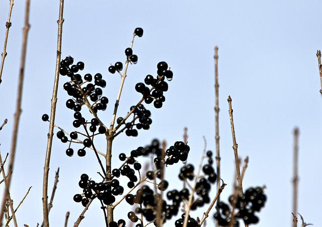 Ligusterbeeren ??