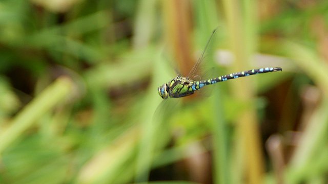 Blaugrüne Mosaikjungfer (Aeshna cyanea)