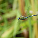 Blaugrüne Mosaikjungfer (Aeshna cyanea)