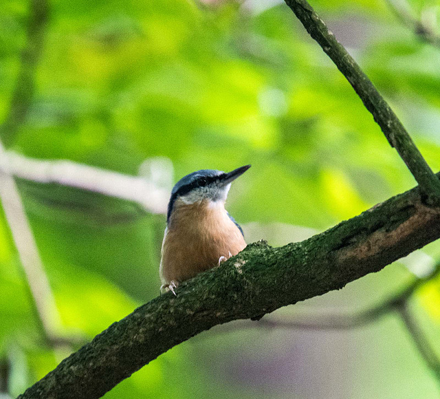 Nuthatchh6
