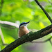 Nuthatchh6