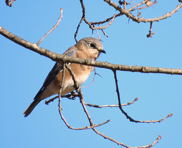 Eastern Bluebird (Sialia sialis)