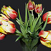 Jolies tulipes