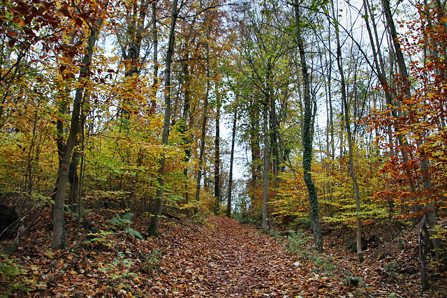 Im Wald am Mastberg (Hagen) / 13.11.2021