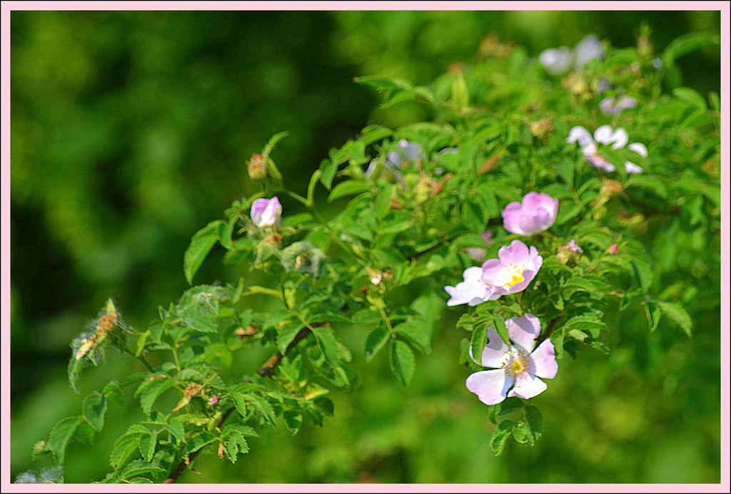 Roses of the Forest