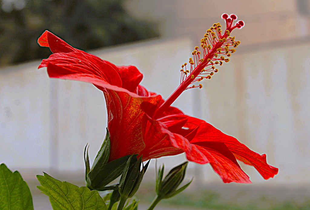 hibiscus 1