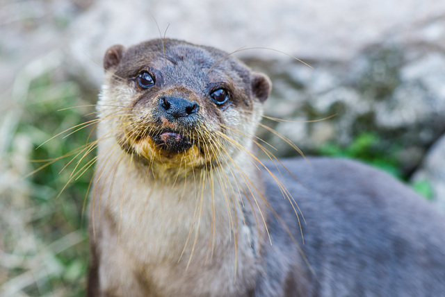 Otter - 20150413