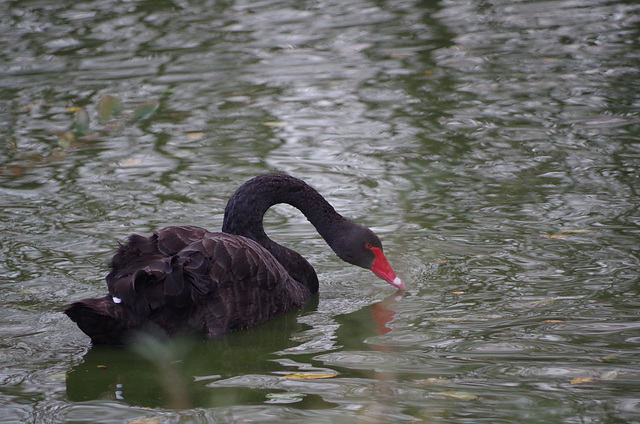 cygne noir