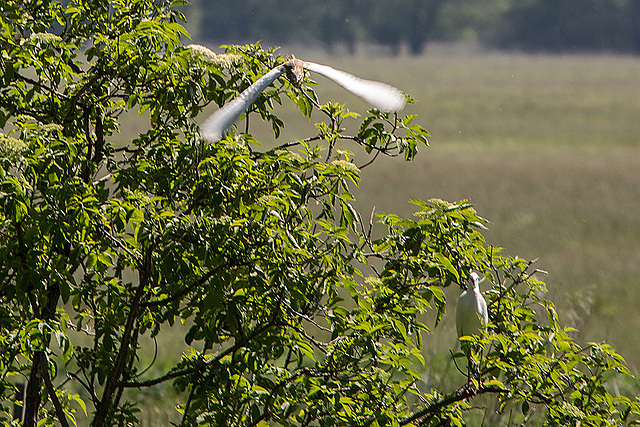 20170519 3428VRTw [H] Rallenreiher (Ardeola ralloides), Seidenreiher (Egretta garzetta), Neusiedler See