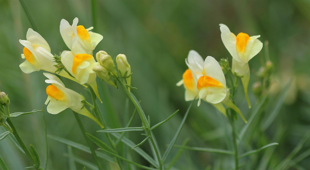 Linaria vulgaris