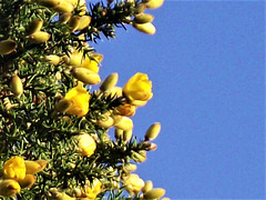 The yellow gorse is gorgeous against the blue sky