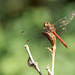 Große Heidelibelle (Sympetrum striolatum)