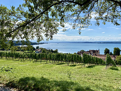 Spätsommer am Bodensee