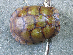 Here is today's box turtle