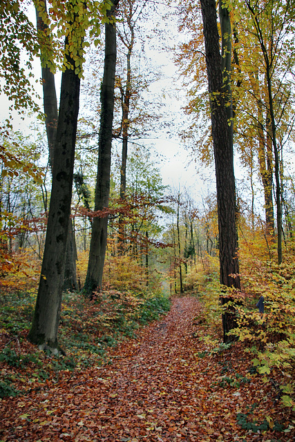Im Wald am Mastberg (Hagen) / 13.11.2021