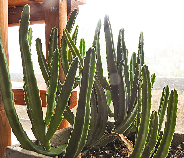 20260201 1337CPw [D~LIP] Sukkulente (Stapelia ...), BS