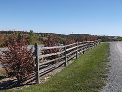 Woodstock fence