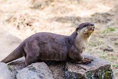 Otter - 20150413