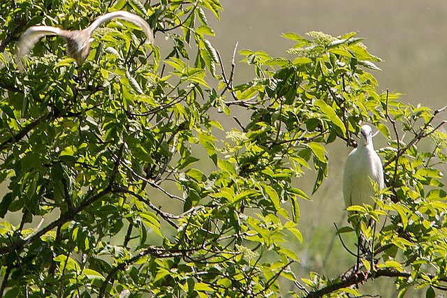 20170519 3429VRTw [H] Rallenreiher (Ardeola ralloides), Seidenreiher (Egretta garzetta), Neusiedler See