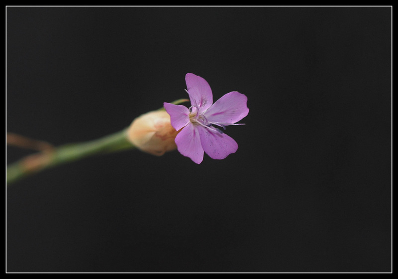 Petrorhagia prolifera  (8)