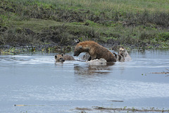 Ngorongoro, Hyenas Devour the Body of a Dead Hippopotamus