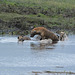 Ngorongoro, Hyenas Devour the Body of a Dead Hippopotamus