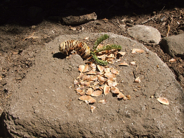 Some Critter's Dining Table