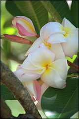 Plumeria