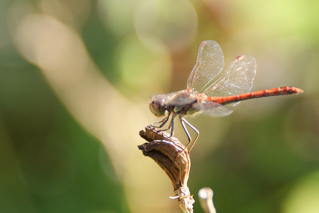 Große Heidelibelle (Sympetrum striolatum)