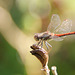 Große Heidelibelle (Sympetrum striolatum)