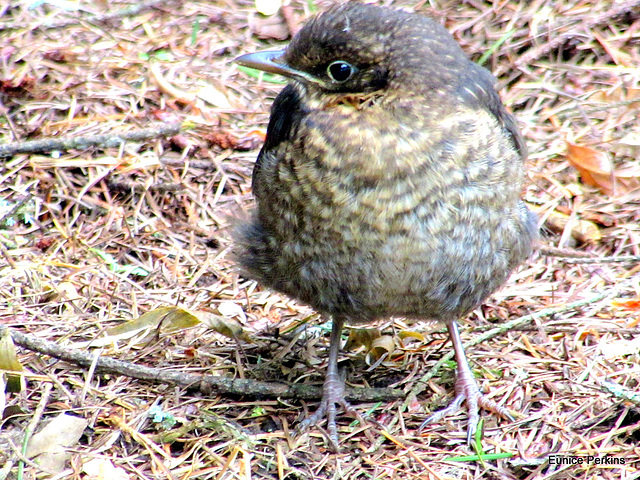 Young Thrush.