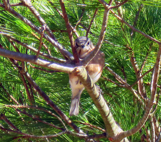 Eastern Bluebird (Sialia sialis)