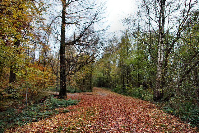 Waldweg am Rand des Steinbruchs (Hagen) / 13.11.2021