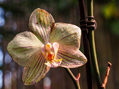 orquídea 4