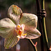 orquídea 4