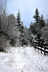 Snowy Fence!