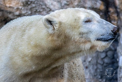 Eisbär