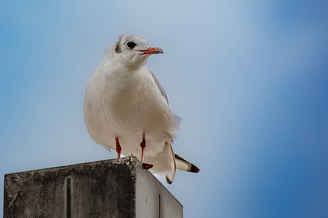 Möwe Pontonpfeiler