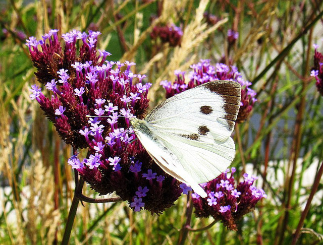 Papilio