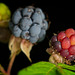 Die Kratzbeere (Rubus caesius) ist auch angereift :)) The dewberry (Rubus caesius) has also ripened :)) La mûre (Rubus caesius) est également mûre :))