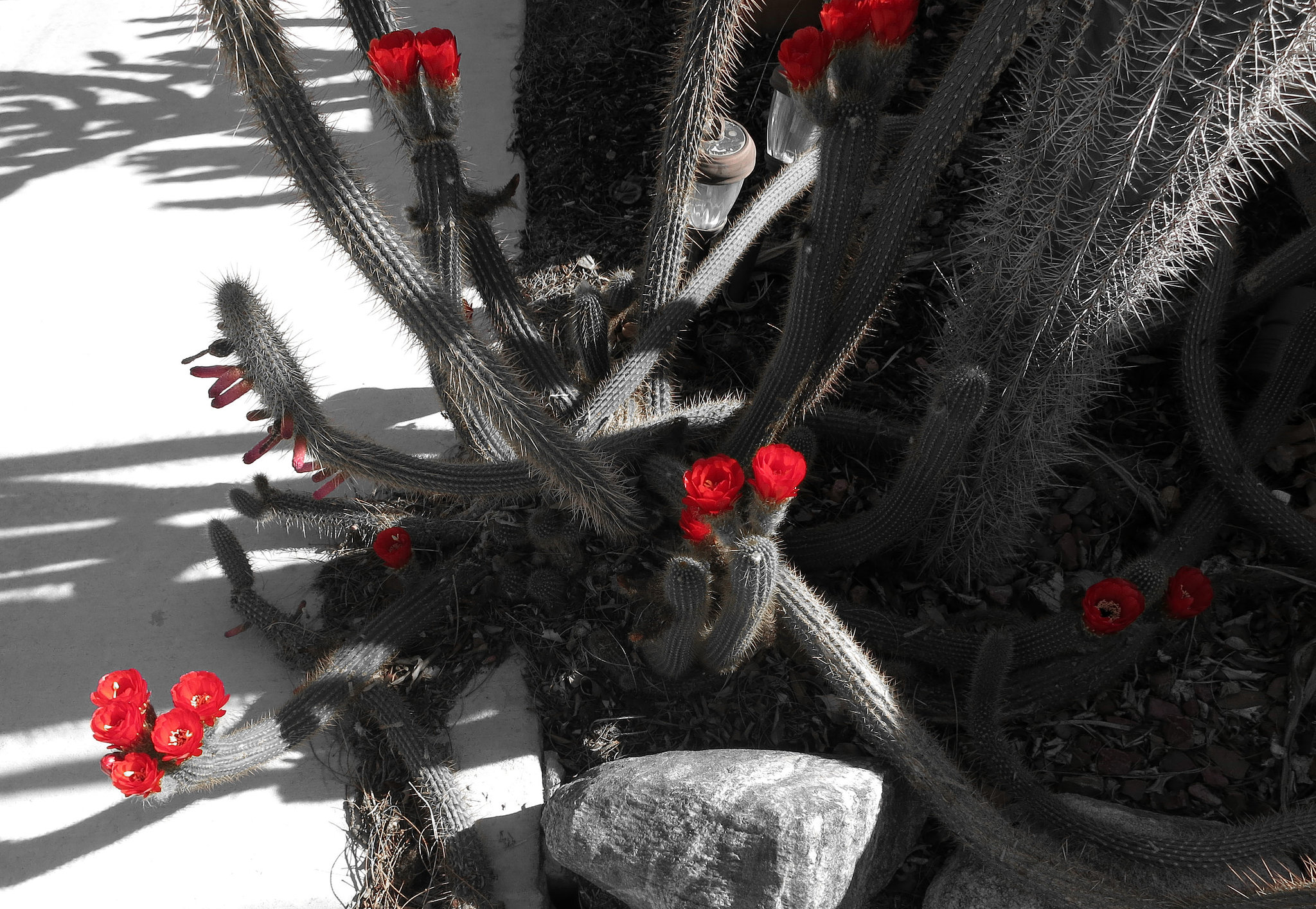 Red Cactus Flowers (1766)