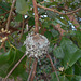 DSCN1363 - ninho de beija-flor-de-garganta-verde Amazilia fimbriata, Trochilidae