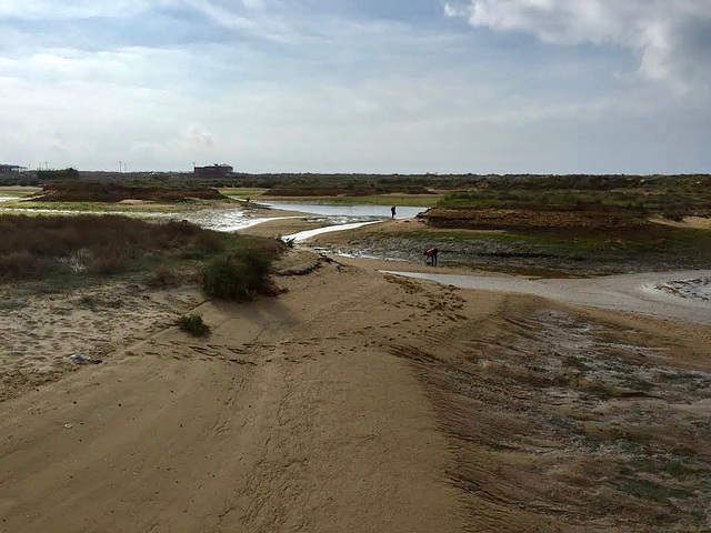 In search of seafood, Alvor estuary (2014)