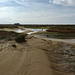 In search of seafood, Alvor estuary (2014)