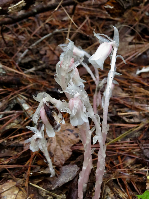 Monotropa uniflora flowers