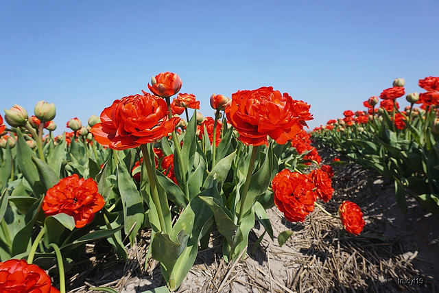 tulips