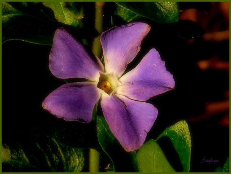 Bon dimanche  à tous ♀ !.........Pervenche