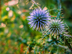 Macro 226