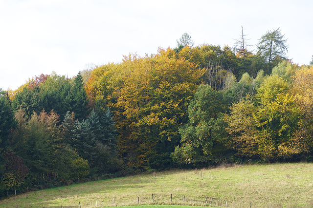 Der Wald wird bunt III