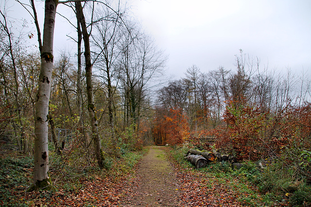 Weg am Rand des Steinbruchs (Hagen) / 13.11.2021